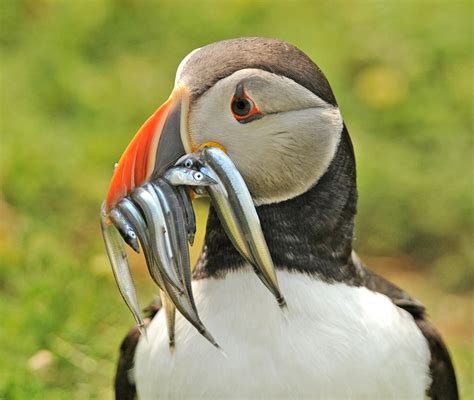 Brian Rafferty...Wildlife Photographer: Skomer Island..Puffins