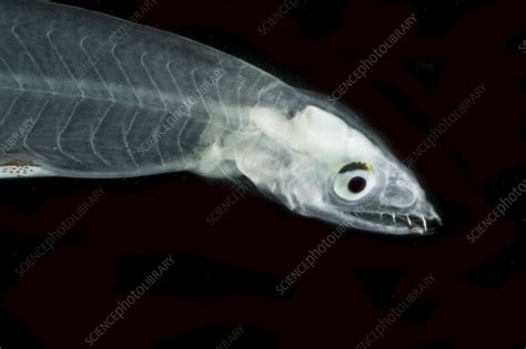 Eel larva or Leptocephalus - Stock Image - C050/2282 - Science Photo Library