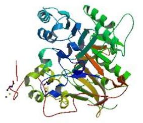 Esterase - Creative Enzymes