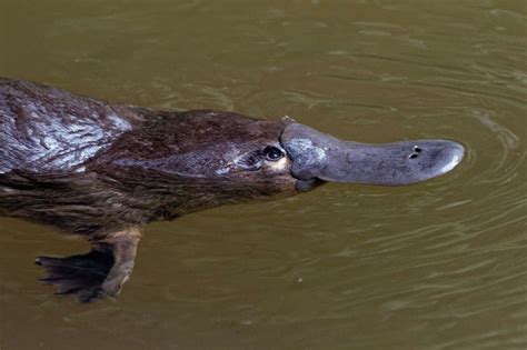 Platypus Poison Claws? Explore Facts On Their Curious Venom Glands ...