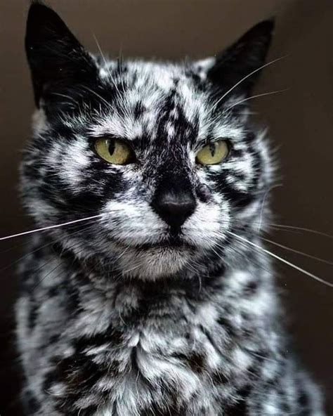 Black cat with vitiligo condition. Handsome guy. : r/pics