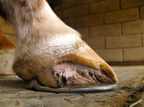 Fran Jurga`s Hoofcare + Lameness: On the Case: Wrapping Up a White Line Disease Rebuild