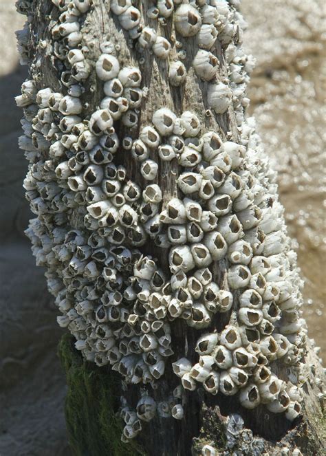 Barnacles: A Beginning