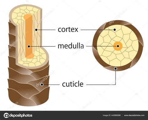 Layer Hair Structure Hair Shaft Consists Cortex Cuticle Medulla Hair Stock Illustration by ©mug5 ...