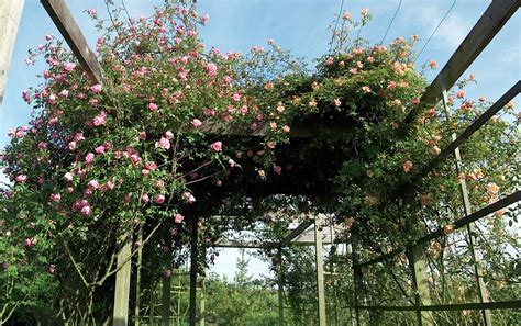 Climbing Roses On Pergola. (lijang Rose) Photograph by Brian Gadsby ...