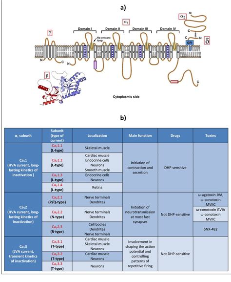 Voltage-Gated Calcium Channels in Honey Bees: Physiological Roles and Potential Targets for ...