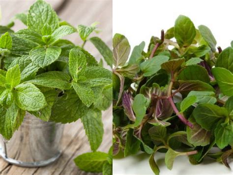 Peppermint Vs Spearmint Plant - Plant Ideas