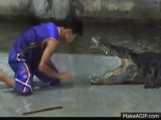 Crocodile GIF - Find & Share on GIPHY