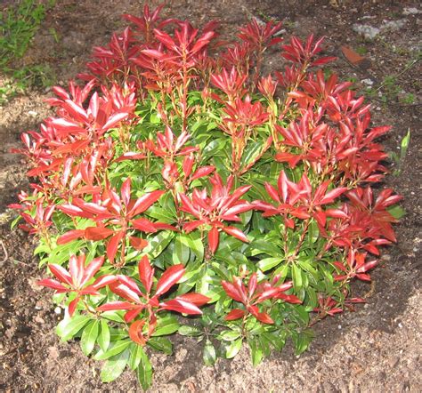 Pieris japonica | Garden shrubs, Flowering shrubs, Evergreen plants