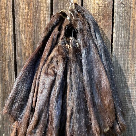 Real Nutria Fur, Coypu Hide, Coypus Pelt, Taxidermy, Fur Sawing, - Etsy