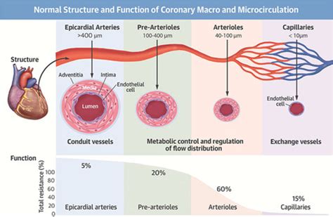 Coronary Arterial Function and Disease in Women With No Obstructive ...