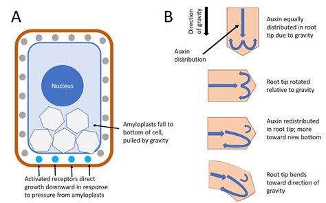 Plant Hormones and Sensory Systems | Organismal Biology