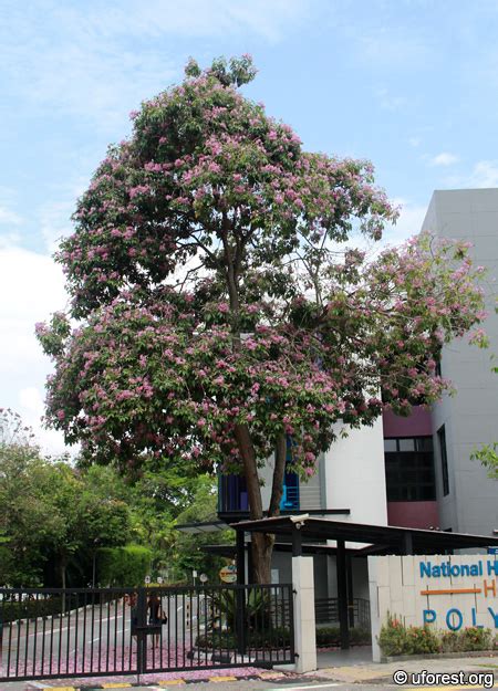 Trumpet Tree - Tabebuia rosea