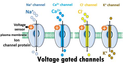 Ion Channel : The Gateway To Cell – Scinfluence