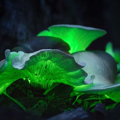 Jack O'Lantern Mushrooms: A Poisonous Chanterelle Look A Like