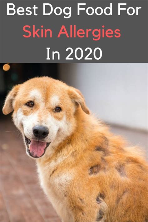 Best Dog Food For Skin Allergies In 2020 in 2020 | Dog skin allergies, Dog allergies, Best dog food