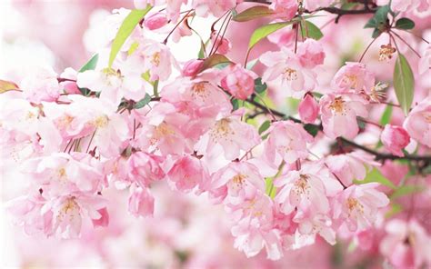 Sakura Flower Wallpapers - Wallpaper Cave