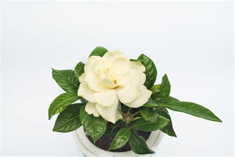 Gardenia Care Tips - iNEWS