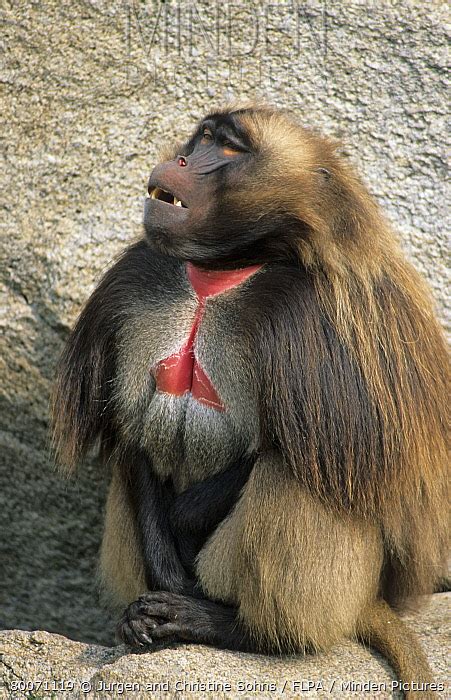 Gelada Baboon stock photo - Minden Pictures