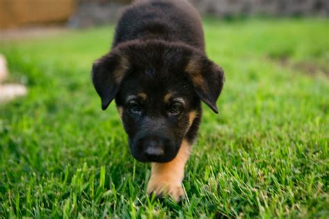 Cute Puppy Dogs: german shepherd puppies