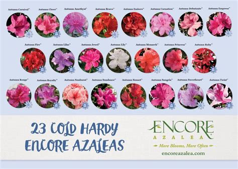 26 Cold-Hardy Encore Azalea Varieties (Zone 6) | Encore Azalea | Low ...