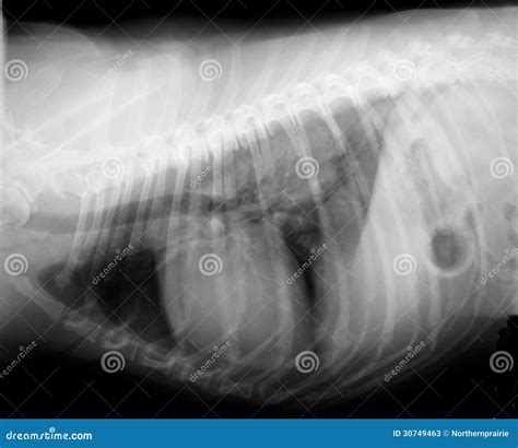 Xray Of Dog Chest And Spine Stock Photos - Image: 30749463