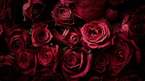 1366x768px | free download | HD wallpaper: Red Roses, Dark background, Rose flowers, 4K ...