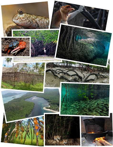 Frontiers | Public Perceptions of Mangrove Forests Matter for Their Conservation