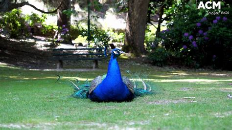 Peacocks - the unsung heroes of Launceston's Cataract Gorge - video Dailymotion