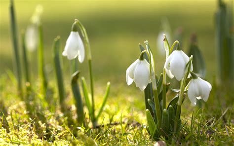 spring, Nature, Snowdrops, White Flowers Wallpapers HD / Desktop and Mobile Backgrounds