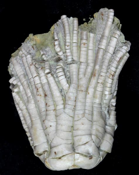 1.9" Fossil Crinoid (Zeacrinites) - Fraileys Limestone, Illinois ...