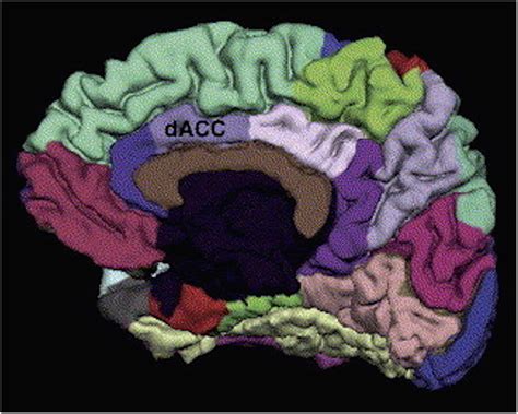 Dorsal anterior cingulate cortex (dACC) region of interest, obtained... | Download Scientific ...