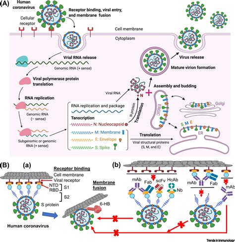 Antibody Neutralization