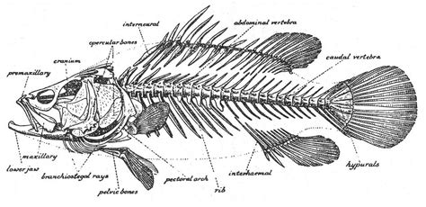 About the anatomy of fishes and identifying a fish to family. | Fish ...