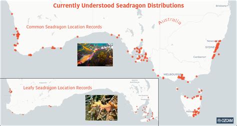 map showing common and leafy seadragon location records in Australia