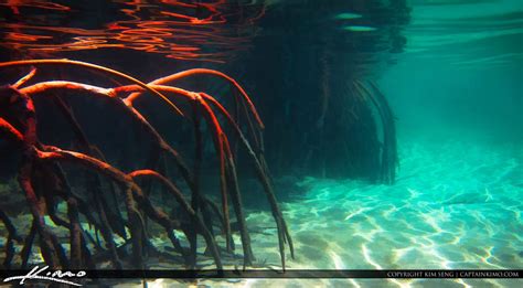 Red Mangrove Roots Underwater at Jupiter | Mangrove, Underwater, Underwater pictures