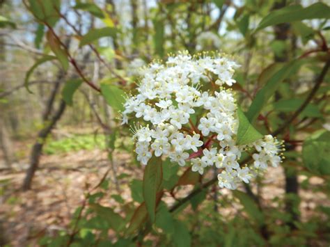 The Viburnum Lentago Clade: A Continental Radiation | Arnold Arboretum