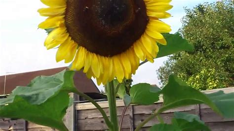 WORLD'S BIGGEST SUNFLOWER..!!! - YouTube