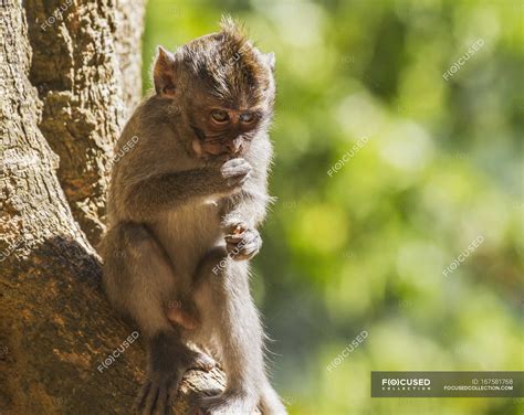 Crab-eating macaque — outside, background - Stock Photo | #167581768