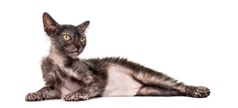 The Lykoi Cat Breed- All About The Werewolf Cats