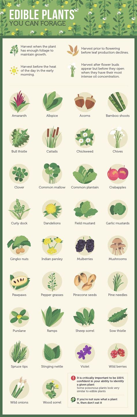 An Urban Foraging Guide | Edible plants, Survival food, Urban foraging