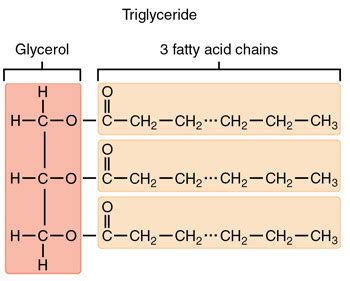 Lipidai: riebalai ~ Mikrobiologija - kas tai?