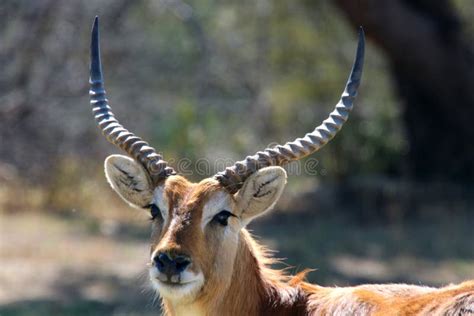 Lechwe stock photo. Image of young, juvenile, leche, mammal - 31352746