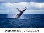 Blue Whale(Balaenoptera musculus) image - Free stock photo - Public Domain photo - CC0 Images