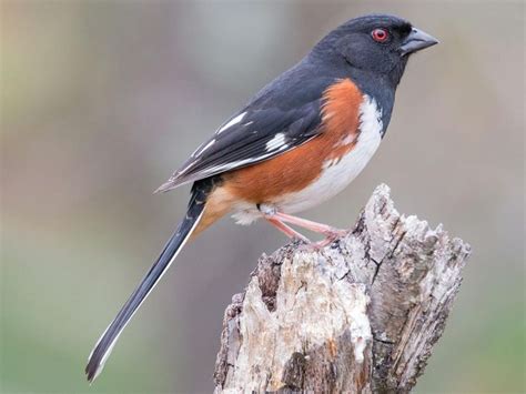 What is a Rufous-sided Towhee? | Backyard birds, Birds, Ohio birds