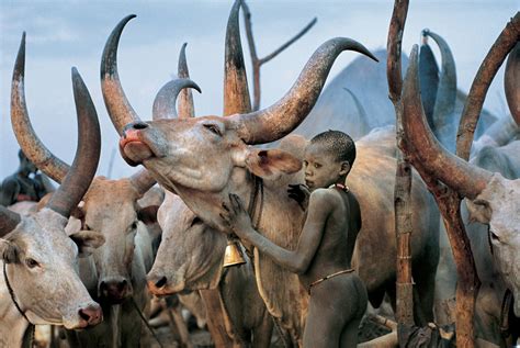 Dinka Children with White Cattle, South Sudan