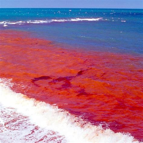 What is Red Tide? – "OCEAN TREASURES" Memorial Library