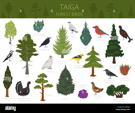 Taiga biome, boreal snow forest. Terrestrial ecosystem world map. Animals, birds, fish and ...