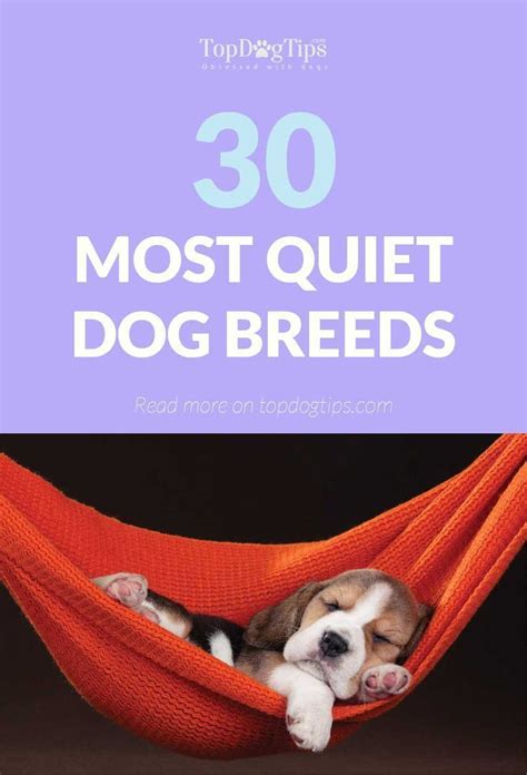 30 Most Quiet Dogs (Best for Apartments) | Quiet dog breeds, Dog breeds ...