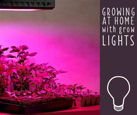 How To Use Grow Lights For Indoor Plants - Plant Ideas